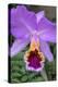 Purple Orchid, Usa-Lisa S. Engelbrecht-Premier Image Canvas