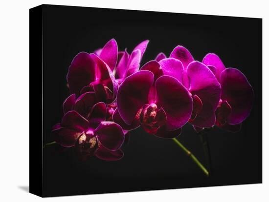 Purple Orchids with Painted Light-George Oze-Premier Image Canvas