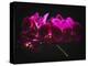 Purple Orchids with Painted Light-George Oze-Premier Image Canvas