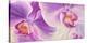 Purple Orchids-Cynthia Ann-Stretched Canvas