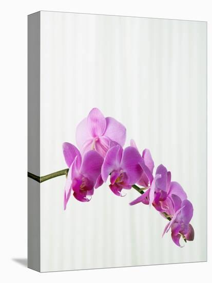 Purple orchids-Steve Hix-Premier Image Canvas