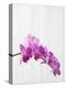 Purple orchids-Steve Hix-Premier Image Canvas