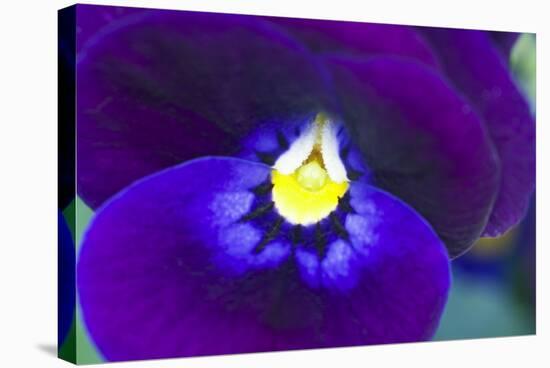 Purple Pansy (Viola Sp.)-Lawrence Lawry-Premier Image Canvas
