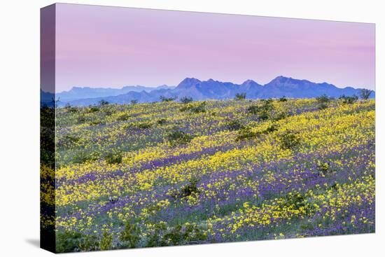 Purple phacelia crenula and yellow primrose (Camissonia cardiophylla) flowers, foothills of Whip...-Panoramic Images-Premier Image Canvas