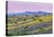 Purple phacelia crenula and yellow primrose (Camissonia cardiophylla) flowers, foothills of Whip...-Panoramic Images-Premier Image Canvas