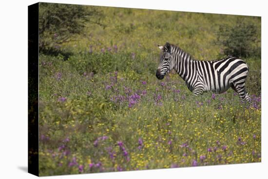 Purple phlox flowers and Burchell's Zebra, Ngorongoro Conservation Area, Tanzania, Africa-Adam Jones-Premier Image Canvas