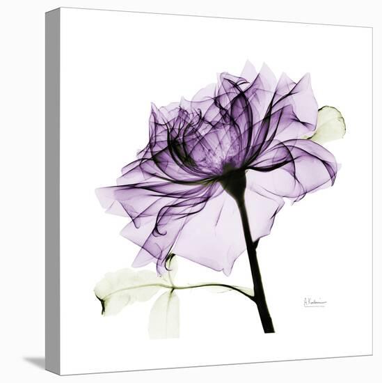 Purple Rose 2-Albert Koetsier-Stretched Canvas