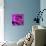 Purple Rose-null-Premier Image Canvas displayed on a wall