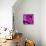 Purple Rose-null-Premier Image Canvas displayed on a wall