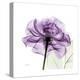 Purple Rose-Albert Koetsier-Stretched Canvas