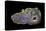 Purple Sagenite Agate, Quartzsite, AZ-Darrell Gulin-Premier Image Canvas