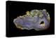 Purple Sagenite Agate, Quartzsite, AZ-Darrell Gulin-Premier Image Canvas