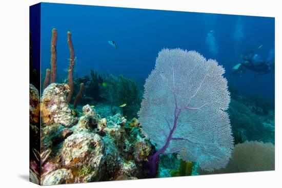 Purple Sea Fan (Gorgonia Ventalina) with Divers in Background-James White-Premier Image Canvas