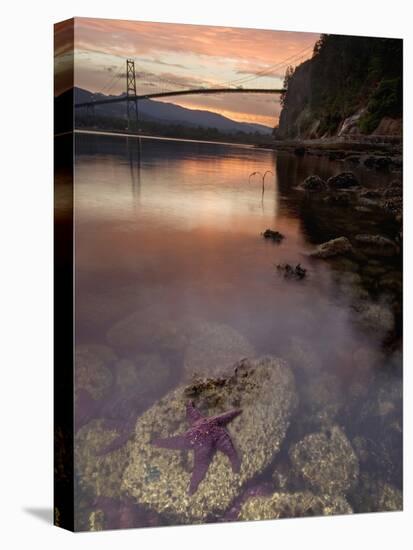 Purple Sea Star (Asterias Ochracea) and Lions Gate Bridge, Stanley Park, British Columbia, Canada-Paul Colangelo-Premier Image Canvas