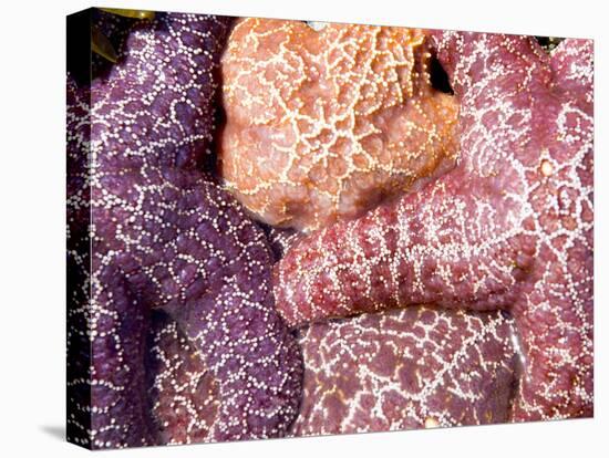 Purple Sea Stars, Long Beach, Pacific Rim National Park Reserve, Tofino, Vancouver Island, Canada-Paul Colangelo-Premier Image Canvas