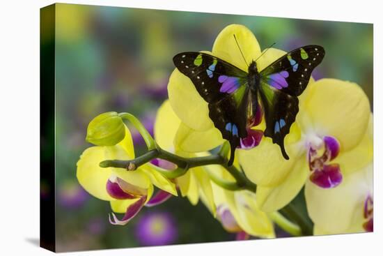 Purple Spotted Swallowtail Butterfly, Graphium Weskit-Darrell Gulin-Premier Image Canvas