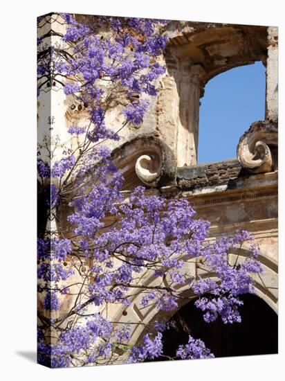 Purple Spring Flowers in Bloom, La Compania de Jesus, Antigua, Guatemala-Cindy Miller Hopkins-Premier Image Canvas