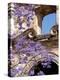 Purple Spring Flowers in Bloom, La Compania de Jesus, Antigua, Guatemala-Cindy Miller Hopkins-Premier Image Canvas