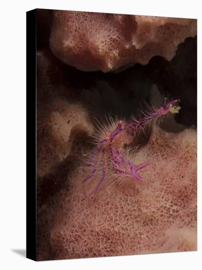 Purple Squat Lobster on a Sponge, Lembeh Strait, Indonesia-Stocktrek Images-Premier Image Canvas