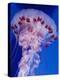 Purple-Stiped Jellyfish-null-Premier Image Canvas