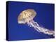 Purple Striped Jellyfish-null-Premier Image Canvas