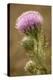 Purple Thistle Flower, Everglades National Park, Florida-Rob Sheppard-Premier Image Canvas