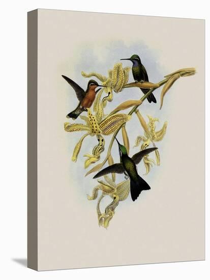 Purple-Throated Hummingbird, Oreopyra Calol?ma-John Gould-Premier Image Canvas