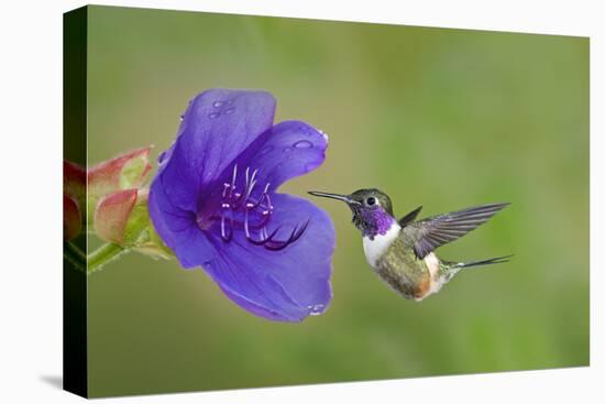 Purple-Throated Woodstar Hummingbird (Calliphlox Mitchellii) Flying to Garden Flower-Melvin Grey-Premier Image Canvas