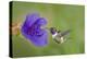 Purple-Throated Woodstar Hummingbird (Calliphlox Mitchellii) Flying to Garden Flower-Melvin Grey-Premier Image Canvas