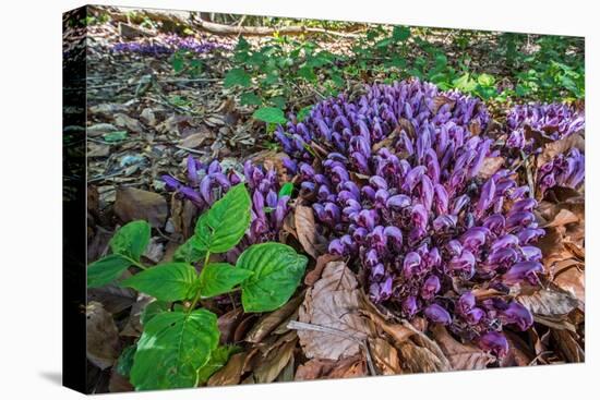 Purple toothwort / clandestine in flower in spring, Belgium-Philippe Clement-Premier Image Canvas