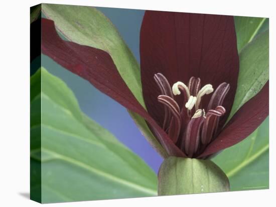 Purple Trillium, Port Huron, Michigan, USA-Claudia Adams-Premier Image Canvas