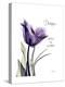 Purple Tulip Dream-Albert Koetsier-Stretched Canvas