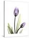 Purple Tulip Portrait 1-Albert Koetsier-Stretched Canvas