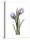 Purple Tulip Portrait 2-Albert Koetsier-Stretched Canvas