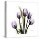 Purple Tulip Square-Albert Koetsier-Stretched Canvas