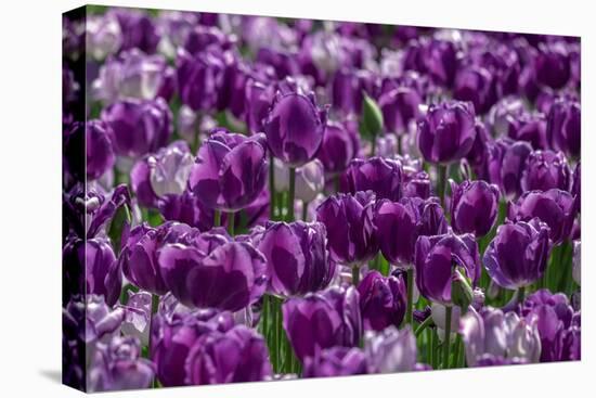Purple tulips-Jim Engelbrecht-Premier Image Canvas