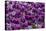 Purple tulips-Jim Engelbrecht-Premier Image Canvas