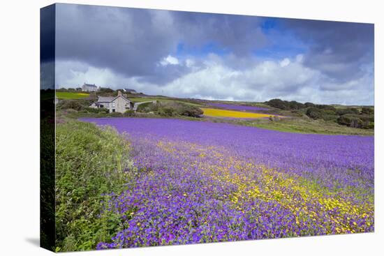 Purple Viper's Bugloss, Paterson's Curse-null-Premier Image Canvas