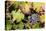 Purple Wine Grapes on the Vine, Napa Valley, California, USA-Cindy Miller Hopkins-Premier Image Canvas