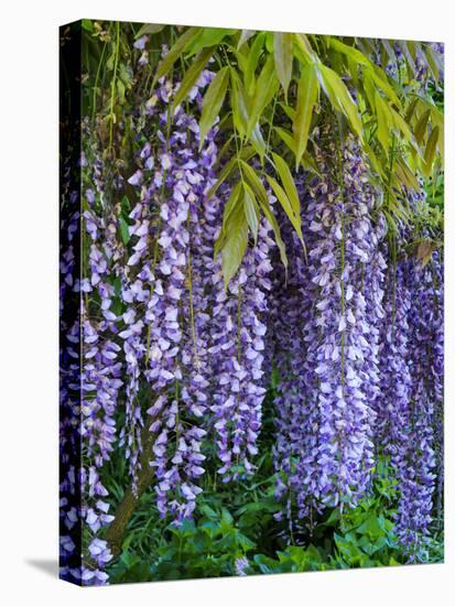 Purple wisteria blossoms hanging from a trellis.-Julie Eggers-Premier Image Canvas
