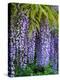 Purple wisteria blossoms hanging from a trellis.-Julie Eggers-Premier Image Canvas