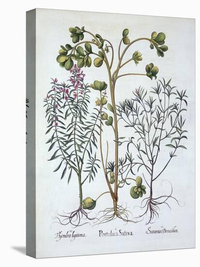 Purslane, Summer Savory and Winter Savory, from 'Hortus Eystettensis', by Basil Besler (1561-1629),-German School-Premier Image Canvas