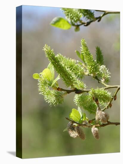 Pussy willow / Goat willow / Great sallow female catkins, UK-Nick Upton-Premier Image Canvas