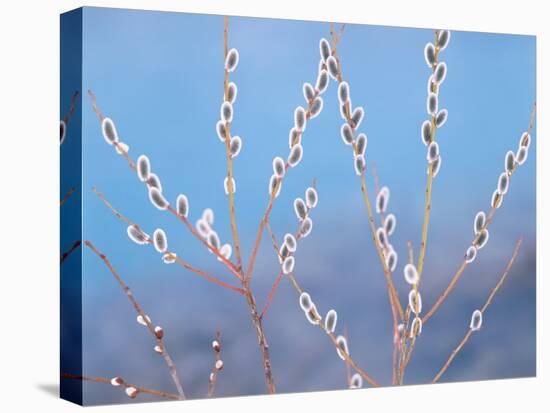 Pussy Willow-null-Premier Image Canvas