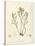 Pycnophycus tuberculatus-Henry Bradbury-Stretched Canvas