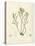 Pycnophycus tuberculatus-Henry Bradbury-Stretched Canvas