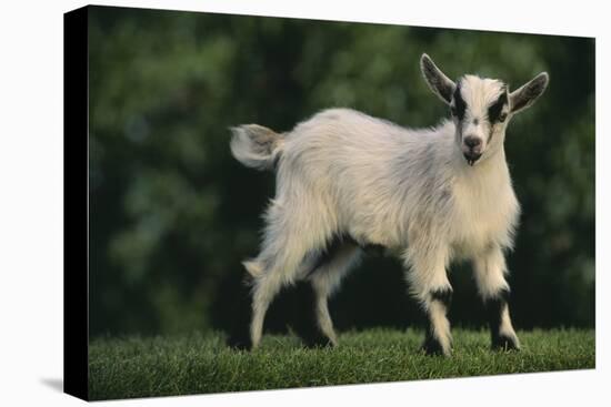 Pygmy Goat-DLILLC-Premier Image Canvas