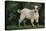 Pygmy Goat-DLILLC-Premier Image Canvas