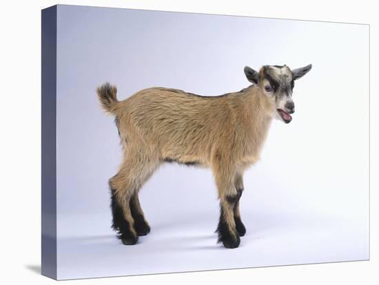 Pygmy Goat-DLILLC-Premier Image Canvas