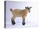 Pygmy Goat-DLILLC-Premier Image Canvas